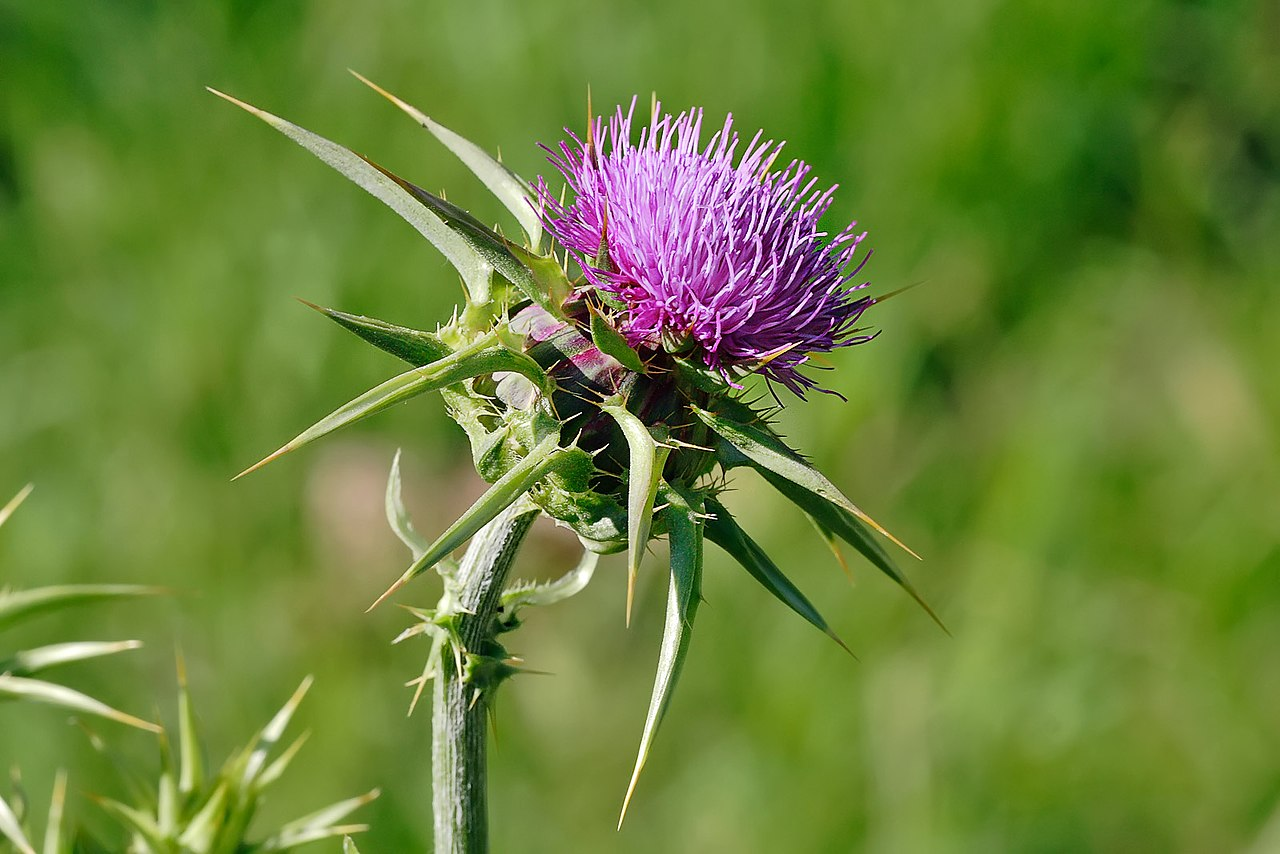 milk thistle & liver health