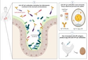 Discover the Science Behind Heliclear IgY: A Natural Solution for Helicobacter pylori with Multivalent Immunoglobulins