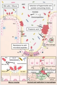 adherent-invasive Escherichia coli (AIEC) virulence and colonization