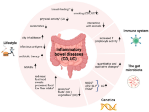 gut microbiome and its role in Inflammatory Bowel Diseases (IBD)