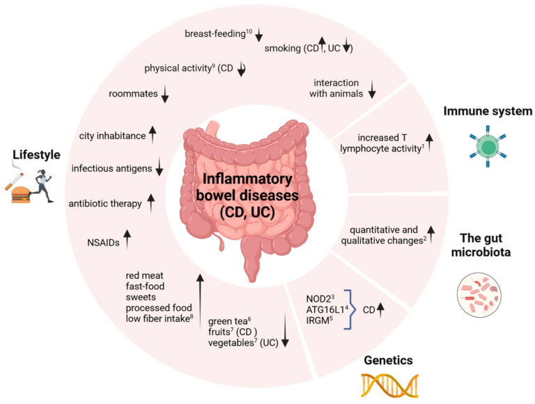 gut microbiome and its role in Inflammatory Bowel Diseases (IBD)