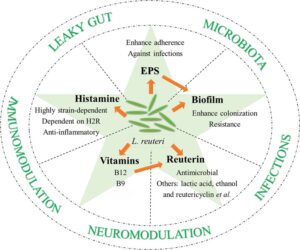 Probiotic properties of Lactobacillus reuteri