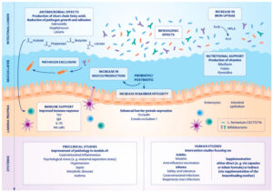 Probiotic and postbiotic mechanisms of L. fermentum