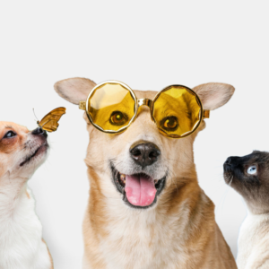 Pet Use